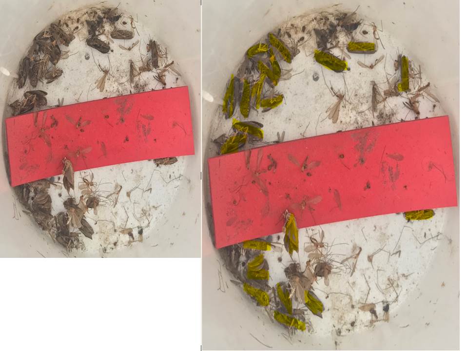 Side by side photos of spruce budworm moths with spruce budworms highlighted in yellow on right side.