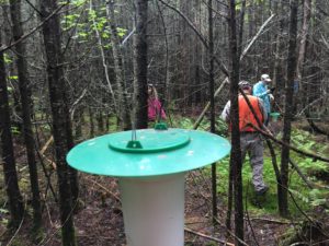 Photo of SBW trap hanging in woods