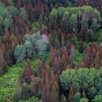 photo of budworm damaged fir trees in Maine