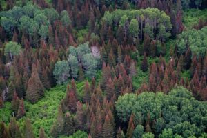 photo of budworm damaged fir trees in Maine