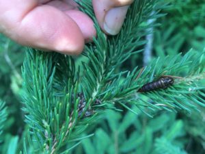 Spruce Budworm Pupa