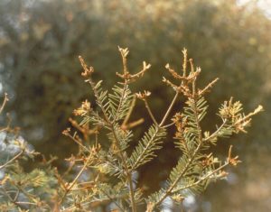 Spruce Budworm Damage