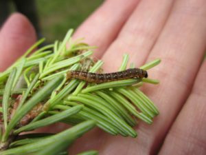 Spruce Budworm