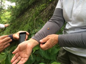 Adult spruce budworm moths