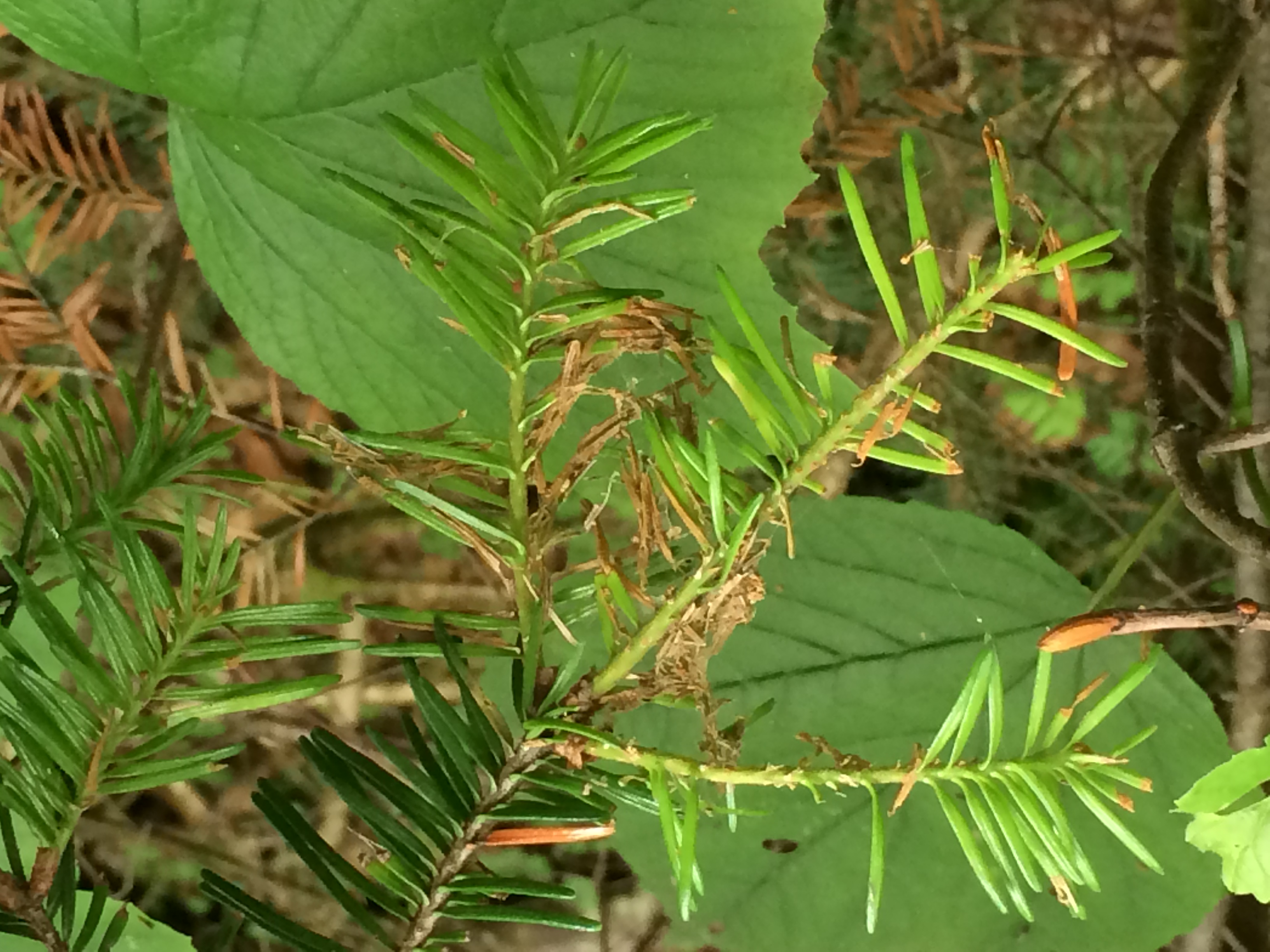 spruce budworm damage on needles