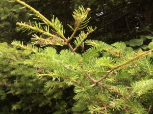 close up of needles with spruce budworm damage