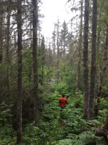 Person walking through Quebec forest