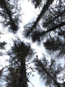 Budworm damage at top of fir trees