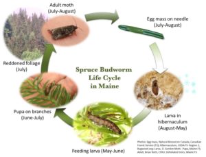 diagram of spruce budworm life cycle in Maine