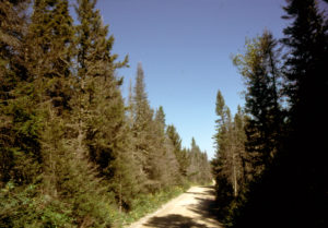 spruce budworm damaged trees along forest road