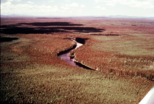 Landscape picture of dying trees from spruce budworm along river
