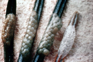 spruce budworm eggs on needles