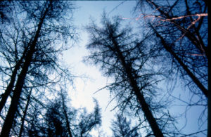 Photo of treetops damaged by spruce budworm