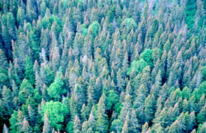 Aerial photo of mixed wood forest stand with dead soft wood