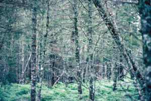 closeup photo of trees dead from spruce budworm