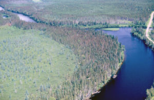 Aerial photo of dead trees along riverbank