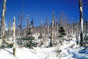 photo of dead tree stand