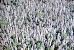 Aerial photo of dying trees