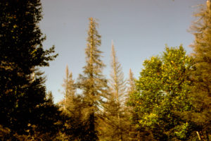 Photo of dying red spruce trees