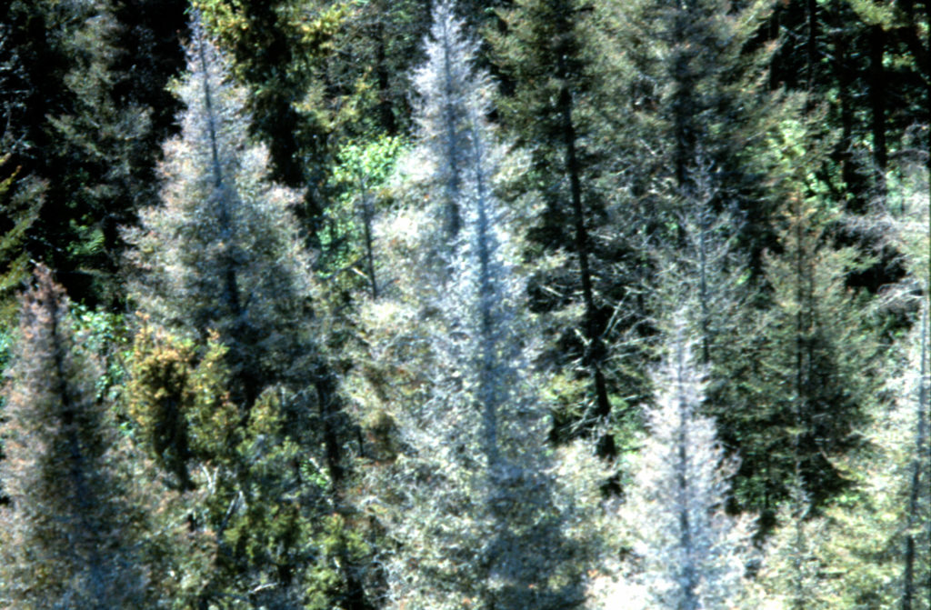 several gray trees Spruce Budworm