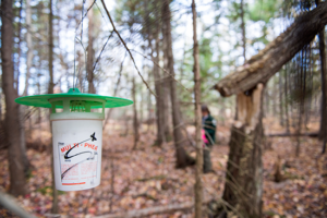 photo of spruce budworm trap