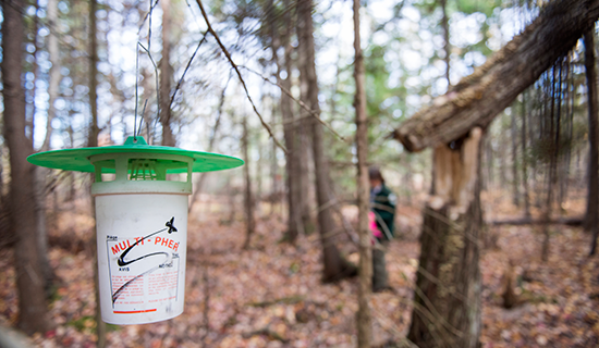 photo of spruce budworm trap