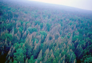 photo of treetop damaged by spruce budworm