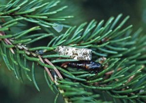 Photo of spruce budworm moth (Choristoneura fumiferana)
