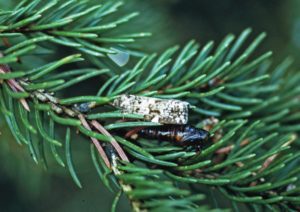 Photo of spruce budworm moth (Choristoneura fumiferana)