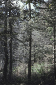 photo of trees damaged by spruce budworm on Elephant Mountain in Rockwood, ME