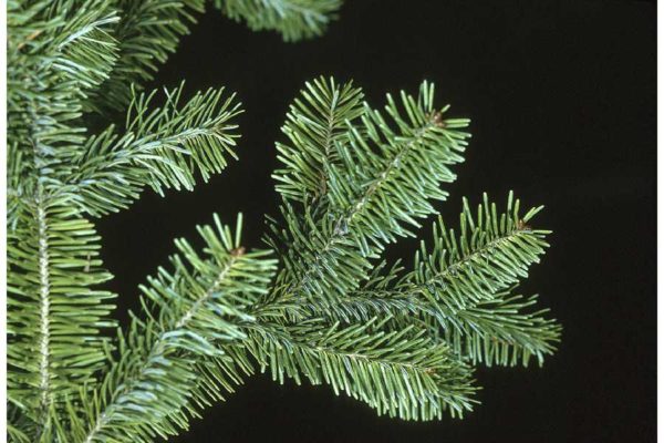 Photo of health balsam fir foliage
