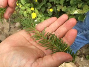 Photo of spruce budworm pupa