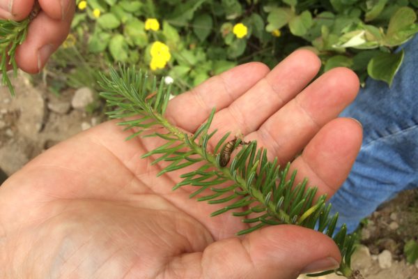 Photo of spruce budworm pupa