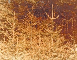trees damaaged by spruce budworm in the 1970-80s