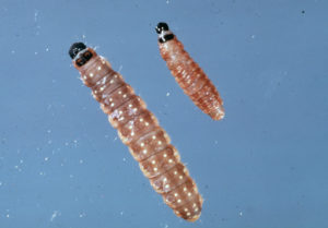 Photo of two budworms