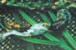 Photo of spruce budworm larva emerging from it chrysalis
