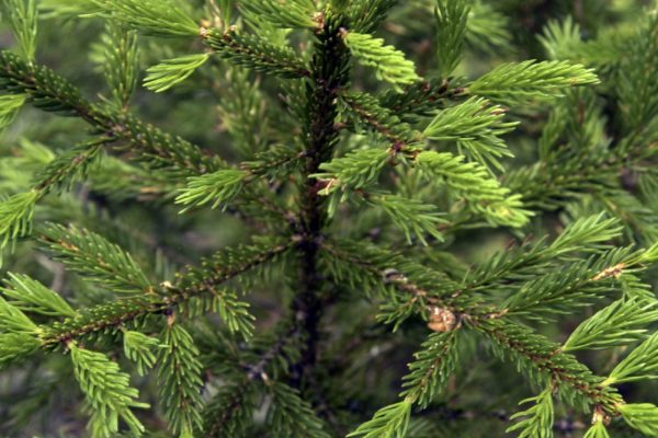 Photo of spruce seedling