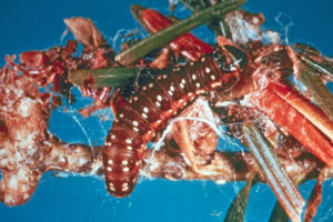 Close-up photo of spruce budworm