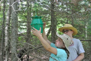 Photo of 2 children checking a spruce budworm trap.