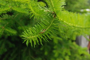 Photo of spruce budworm larvae in Quebec.