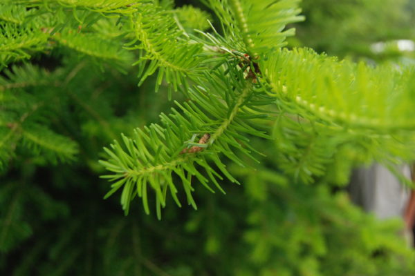 Photo of spruce budworm larvae in Quebec.