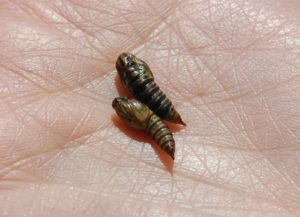 Photo of spruce budworm pupae.