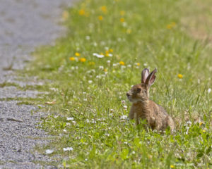 Photo of a hare