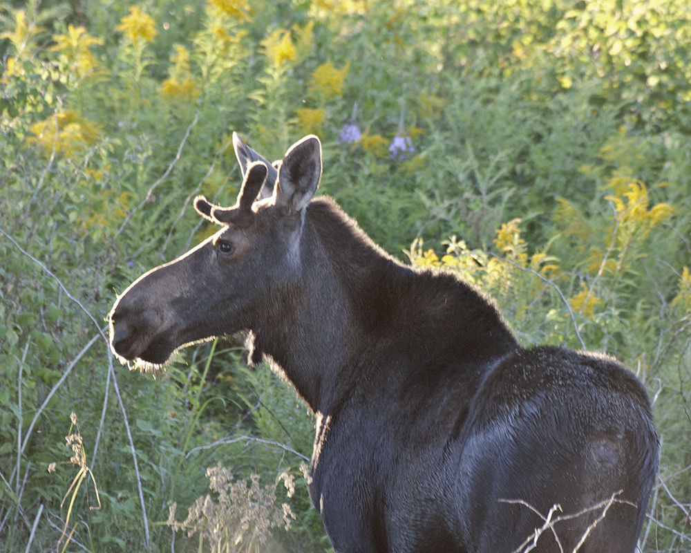 Photo of Moose.