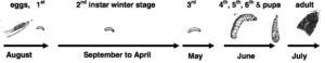 Time line illustrating the life stages of the spruce budworm.
