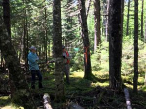 Photo of citizen scientists retrieving budworm traps