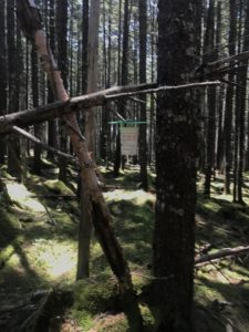 Photo of budworm trap hanging in woods