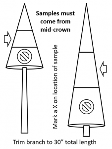 Graphic showing where the L2 samples must come from on trees