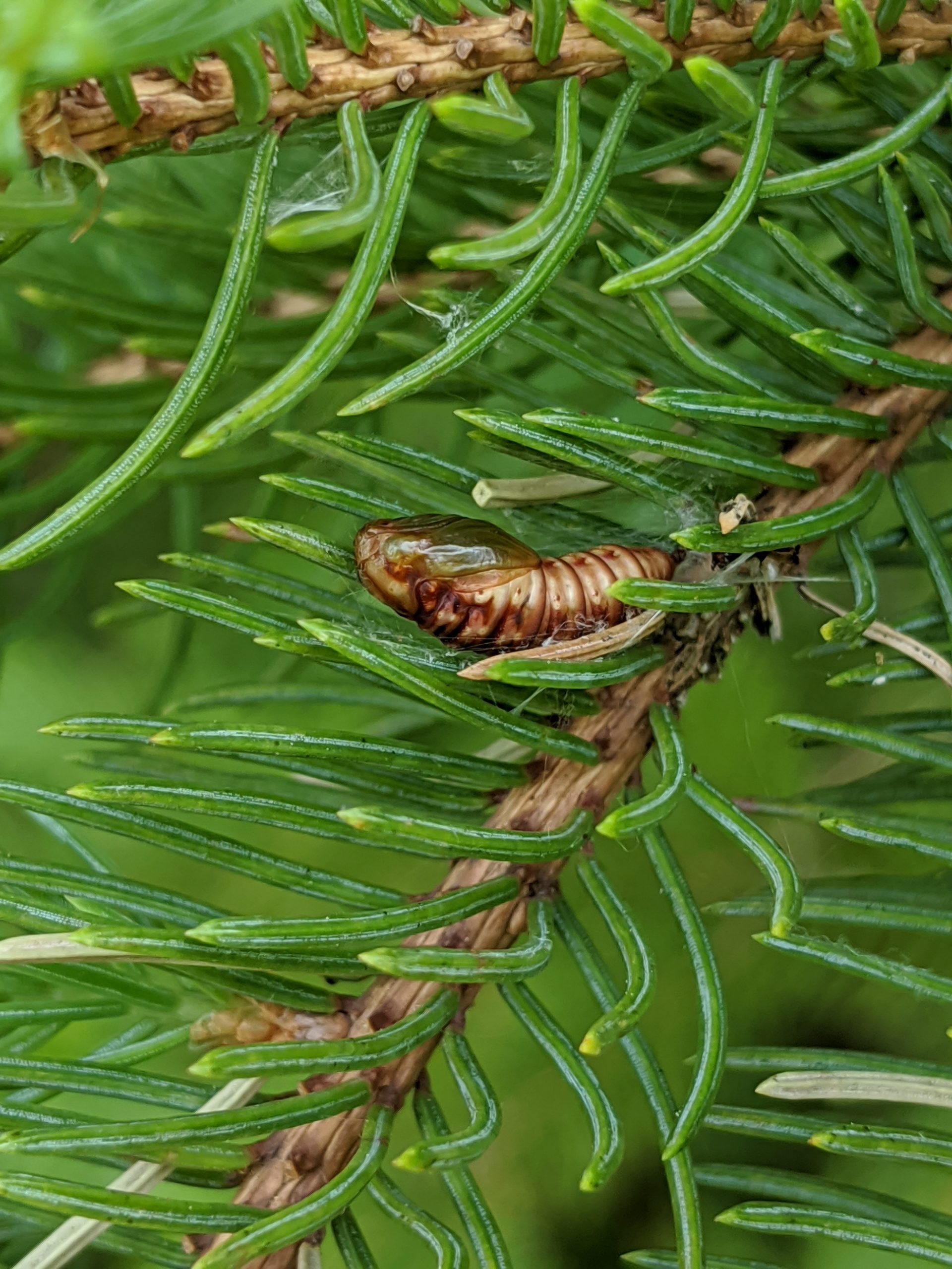 spruce budworm pupa