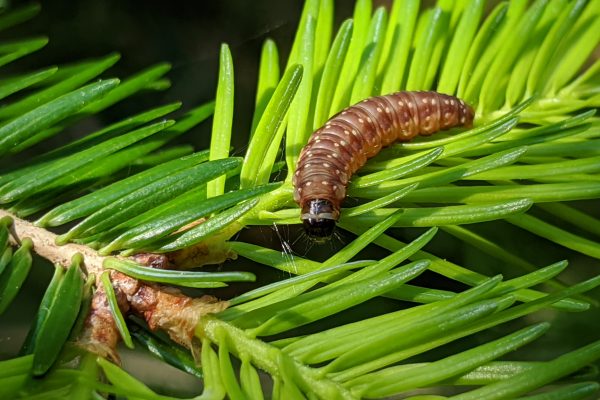 spruce budworm larva